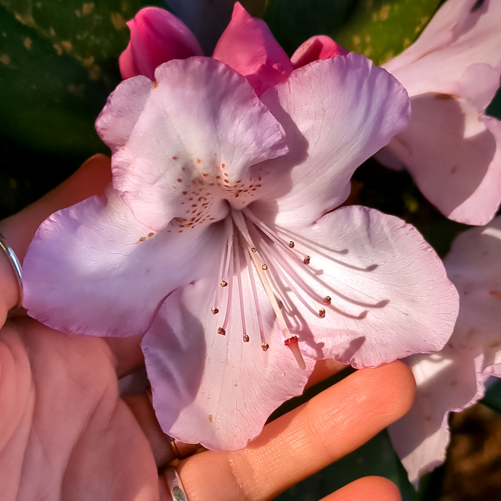 Getting to Know Rhododendron